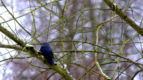 bird-singing-branch-tree-nature