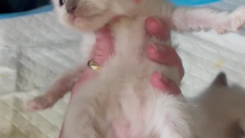 Blue Mitted and Colorpoint Ragdoll Kittens