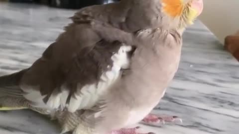 Wonderful singing of a 6-week-old cockatiel