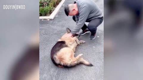 Very cute dog reunited with the owner