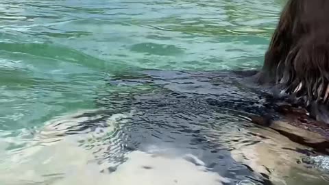 Curtindo uma tarde na praia de Quatro Ilhas, Bombinhas - SC | Som Ambiente