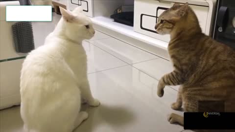 wow!!! this is amazing! Cat confessing his love for another cat