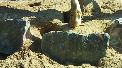 Desert Sentinel Meerkat