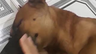 massage for dog