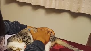 Cat on red blanket lies in a circle while getting pet