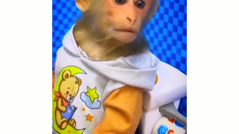 Funny Monkey Videos | Animal Funny Videos