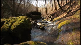 Beautiful Forest Stream