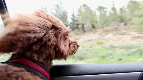 DOG IN A CAR-Travel...