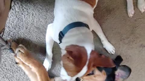 Dogs continue to play fight