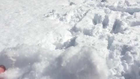 White dog hitting snowballs with its nose