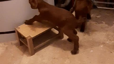 Baby Goats have fun jumping on stool