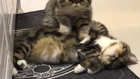 Thoughtful Kitty Gives Buddy A Relaxing Massage
