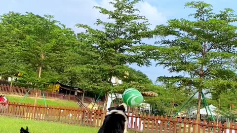 Funny videos of dogs playing ball, capturing wonderful moments