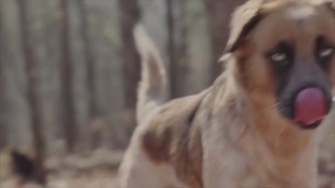 Cães: Nossos melhores amigos na saúde e na doença.