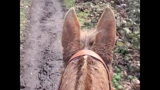 Oregon Horseback Riding