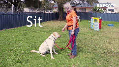 Easiest way to teach your dog to sit and drop