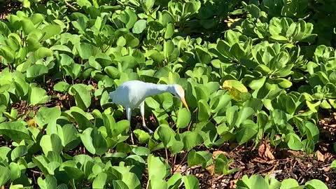 Cattle Egret in Hawai'i