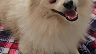 Loyal Pomeranian Stays by Owner's Side Through Tough Times