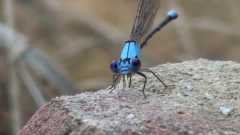 DAMSELFLY EATING A SMALLER WINGED INSECT