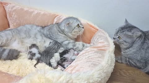 DAD CAT MEETS HIS NEW BORN BABY CAT