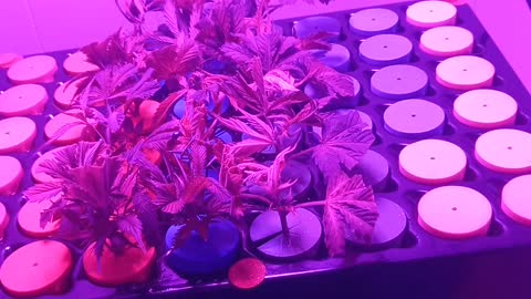 Cannabis clones day 12 in the cloner