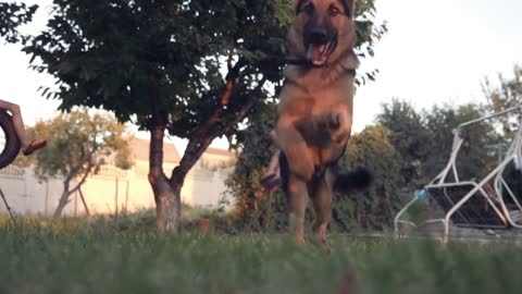 Slowmotion of ground level view of puppy dog running outside in park with tree