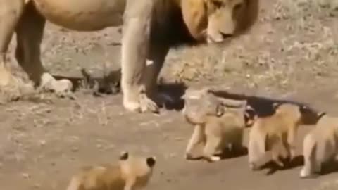 kittens scared the lion