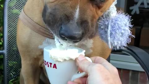This dog celebrating her birthday with a pupuccino