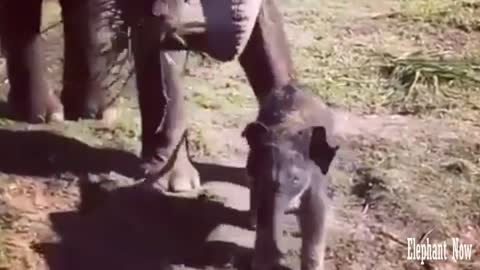 An Elephant Small walking Beside His Mother To Eat