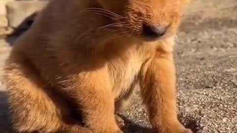 Funny and Cute Animals