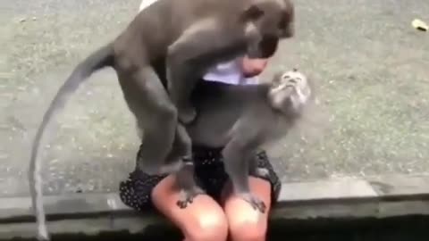 Monkey mating on shy girls Thigh