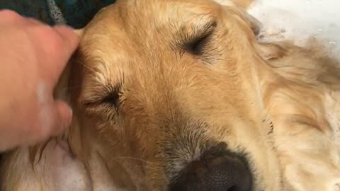 Gorgeous golden retriever gets a bubble bath