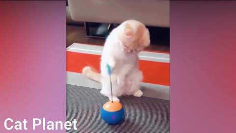 Funny Hilarious Cats Video Compilation 2021