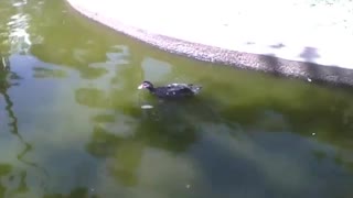 Duck enjoys the lake in the park on a beautiful sunny afternoon, this is leisure [Nature & Animals]