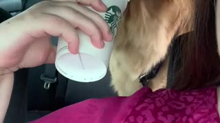 Golden Retriever loves pupcups