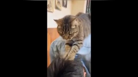 The cat massaged her owner's head