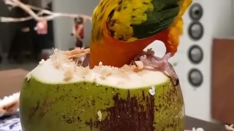 This parrot loves coconut