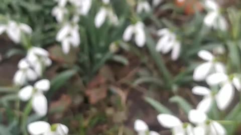 A bee in my garden among the snowdrops and birds ;-)