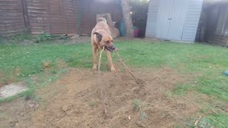 Good Doggo Helps Pull Out Roots in the Garden