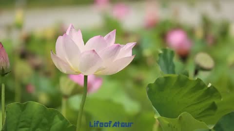 "Lotus in full Bloom: A Visual Celebration of Beauty" | BJP symbol | @LifeofAtaur