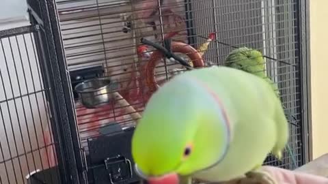 Teasing Angry parrot