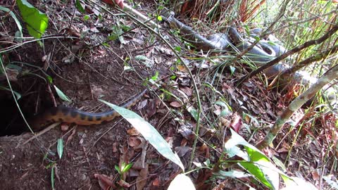 Close Encounter with Mating Anacondas