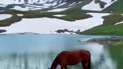 WILD HORSES LOOSE IN THE NATURE 🤩