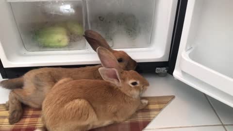 Just cooling off by the Refrigerator 🥵🐰🐰