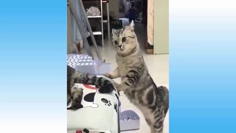 Funny Cat Videos of The Weekly
