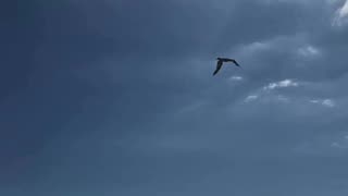 Beach Cool Breeze