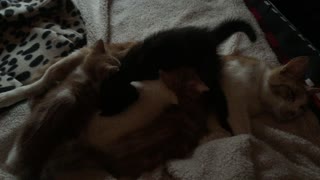 Kittens x4 feeding off their mom, she looks exhausted!!