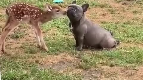 Cute deer and cute puppy sharing love