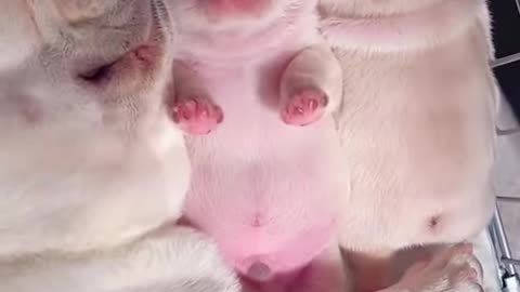 Adorable Puppies Sleeping With Mother #shorts #puppysleeping #cutepuppy