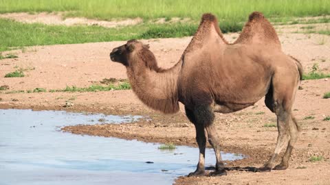 Camel Video